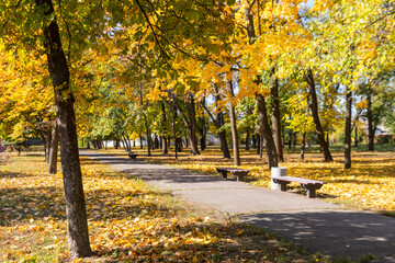 Canvas Print - Alley with yellow maple trees in a city park at autumn