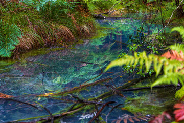 Naklejka na meble Crystal clear spring surrounded by ferns
