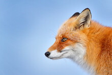 Fox, Detail Close-up Portrait. Winter Nature. Red Fox In White Snow. Cold Winter With Orange Fur Fox. Hunting Animal In The Snowy Meadow, Japan. Beautiful Orange Coat Animal Nature. Wildlife Europe.