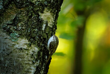 Eurasian Treecreeper, Certhia Familiaris, Small Passerine Bird On The Tree Trunk. Treecreeper In The Green Forest, Germany, Europe.
