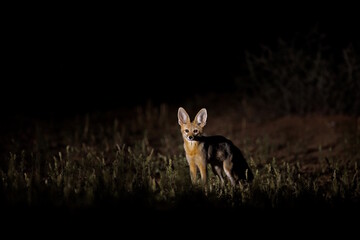 Canvas Print - Africa fox at night. Cape fox, face portrait in Kgalagadi, Botswana. wild dog from Africa. Rare wild animal, evening light in grass. Wildlife scene, Okavango delta, Botswana.