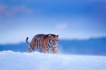 Wildlife Russia. Tiger, cold winter in taiga, Russia. Snow flakes with wild Amur cat.  Tiger snow run in wild winter nature. Siberian tiger, action wildlife scene with dangerous animal.