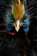 Wall Mural - Detail portrait of Southern cassowary, Casuarius casuarius, known as double-wattled cassowary. Australian big forest bird from Papua New Guinea. Big bird with red blue haed from nature.