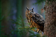 Big Owl In Forest Habitat, Sitting On Old Tree Trunk. Eurasian Eagle Owl With Big Orange Eyes, Germany. Bird In Autumn Wood, Beautiful Sun Light Between The Trees. Wildlife Scene From Nature.