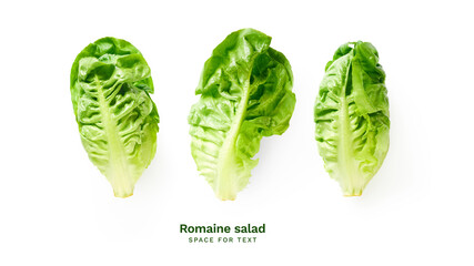 Wall Mural - Fresh romaine salad isolated