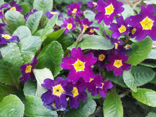 Wall Mural - Purple primula flowers