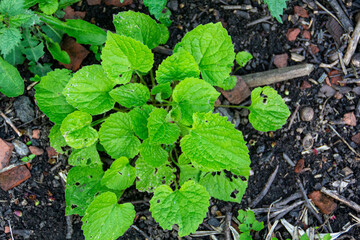 Wall Mural - fresh herbs in a garden