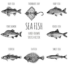 Ruff, Thornback Ray, Carp, Salmon, Roach, Cod, Smelt, Plaice. Sea Fish. Hand-drawn Sketch Vector. Vintage Style. Fish And Seafood Products.