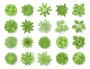 trees top view. different plants and trees vector set for architectural or landscape design. (view f