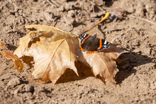 Red Admiral Butterfly Resting On A Brown Leaf In Autumn In A Forest Of Europe. Also Called Vanessa Atalanta, It Is A Very Common Butterfly In Temperate Climates. 
