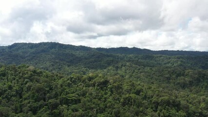 Wall Mural - Drone shot flying over a mountainous, hilly area that is covered in many different types of trees in the Amazonian tropical rainforest of Ecuador, South America
