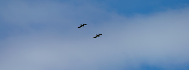 Silhouettes of two soaring seagulls in the blue sky. Concept of thebeauty in nature.