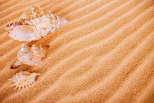 Three Seashells On The Sand