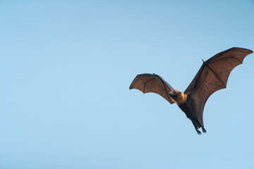 Wall Mural - Bat flying on blue sky background ( Lyle's flying fox)