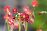 Fototapeta Storczyk - Oxalis tetraphylla beautiful flowering bulbous plants, four-leaved pink sorrel flowers in bloom, flower head detail