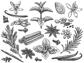 Engraved spices. Cardamom, vanilla flower and pod. mint, black pepper and rosemary, cloves. Indian cooking seeds hand drawn vector set. Ingredients for culinary, cooking herbs seamless pattern