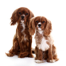 Two Cavalier King Charles Spaniel Dogs Sitting Together