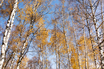 Canvas Print - Autumn in the park. Birch tree branches with golden leaves, blue sky background. Natural forest landscape.