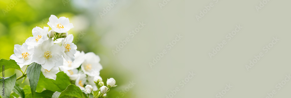 A branch of jasmine with blossoming white petals flowers. Closeup of delicate fragrant shrub flowers with green leaves. Soft selective focus, copy space for text. - obrazy, fototapety, plakaty 