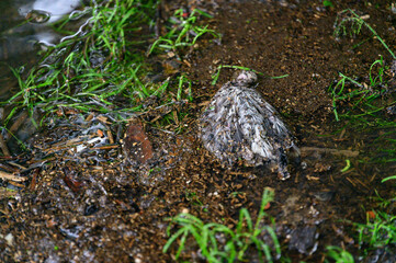 Canvas Print - A seagull cub dead by the water.