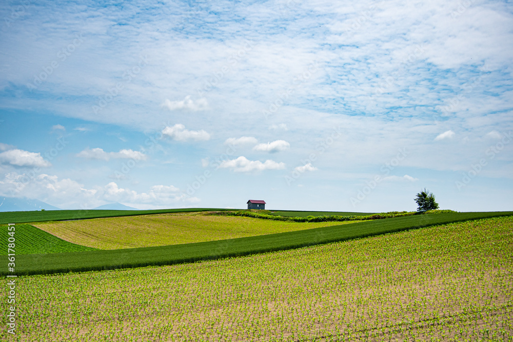 6月の美瑛畑の緑と赤い屋根の小屋 の Stock フォト | Adobe Stock