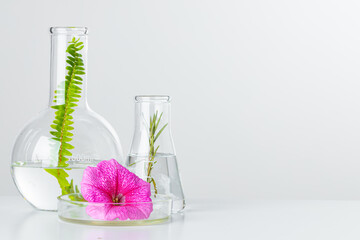 plants in laboratory glassware. skincare products and drugs chemical researches concept