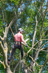 Wall Mural - Tree Surgeopn cutting down tree branches