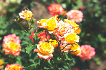 Wall Mural - beautiful orange rose in the garden