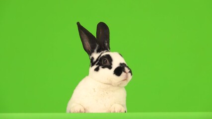 Poster - The rabbit is talking and showing tongue and looking at the camera on a green screen.