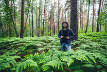 Guy With Backpack In Sunny Summer Forest Among Lush Fern Thickets. Beautiful Woodland Green Landscape With Man In Ferns In Pine Forest. Man With Rucksack Among Dense Bushes In Woods. Colorful Nature.