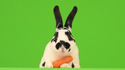 Canvas Print - rabbit chews carrots and holds a huge carrot in its paws on a green screen