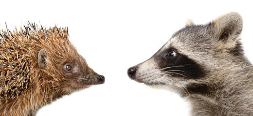 Wall Mural - portrait of a hedgehog and raccoon, closeup, side view, isolated on a white background
