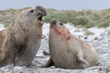 Wall Mural - Southern Elephant Seal fighting