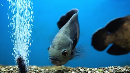 Sticker - Aquarium fish. Cichlid astronotus, or Oscar. Freshwater fish. Astronotus Tigris. South American freshwater fish from the cichlid family.