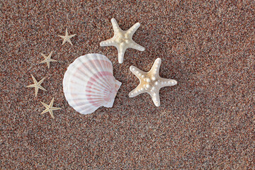 Sea shells and starfish on the beach. Sandy beach with waves. Summer vacation concept. Holidays by the sea