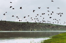 Wide Angle Of A Flock Of Black Ravens Taking Off To Fly On The River Bank