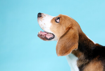 Wall Mural - close-up beagle dog  on blue background in studio.