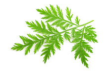 Artemisia Annua Branch