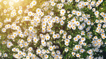 Wall Mural - Wild daisy flowers growing on meadow. Meadow with lots of white and pink spring daisy flowers. panoramic spring web banner.	