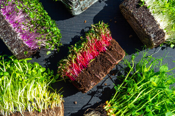 Wall Mural - microgreens sprouts on wooden background