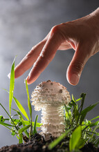 Amanita Vittadinii Mushroom And Human Hand On Gray