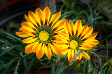 Yellow Gazania (Gazania Splendens) Or Treasure Flower In Full Bloom, Gazania Rigens, Spring Flowers. Close-Up Photo