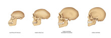 Evolution Of The Human Skull