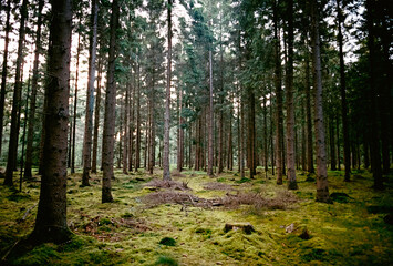 Fototapeta in den wäldern bei tostedt