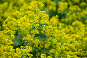 Botanical collection of medicinal plants, Alchemilla vulgaris or common lady's mantle plant