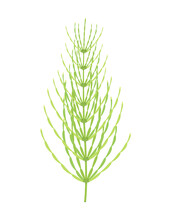 Horsetail Plant Isolated On White, Vector Illustration