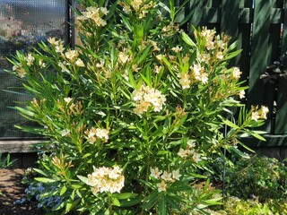 Wall Mural - Beautiful shot of a blooming light orange oleander bush