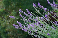 Branches Of A Blooming Lavender Bush On A Blurred Green Background