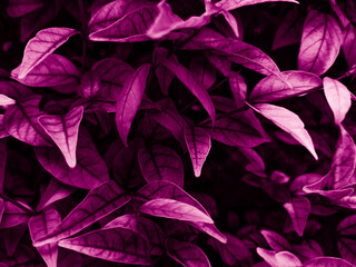  Beautiful abstract color blue and purple flowers on dark background and purple graphic pink flower frame and pink leaves texture, purple background, colorful graphics banner, purple leaves