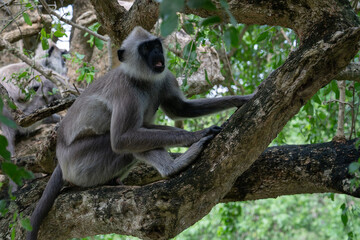 Wall Mural - Monkey sitting on the tree in jungle, Sri Lanka